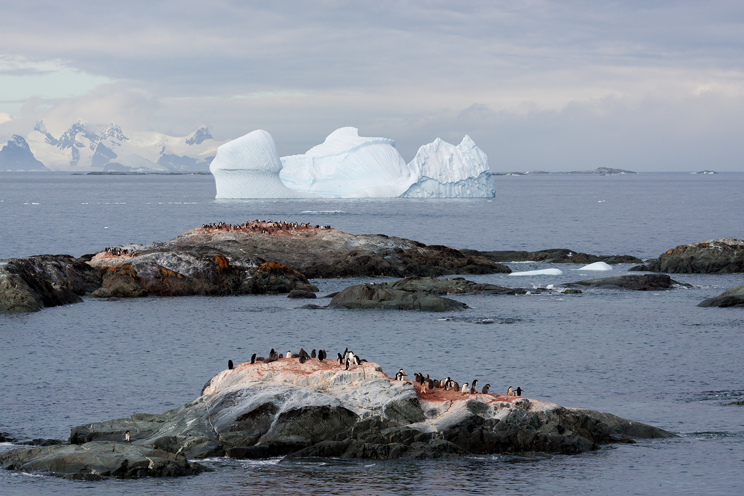 antarktis-eisberg-pinguin-insel